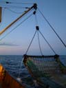 hauling the trawl