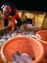 picking up fish